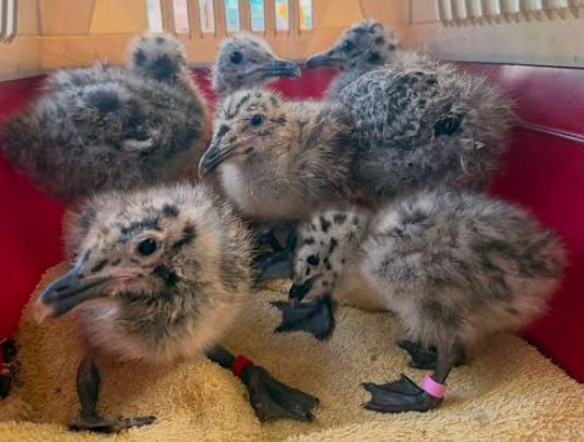 Chicks