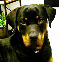 Dudley