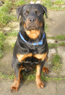 Archie