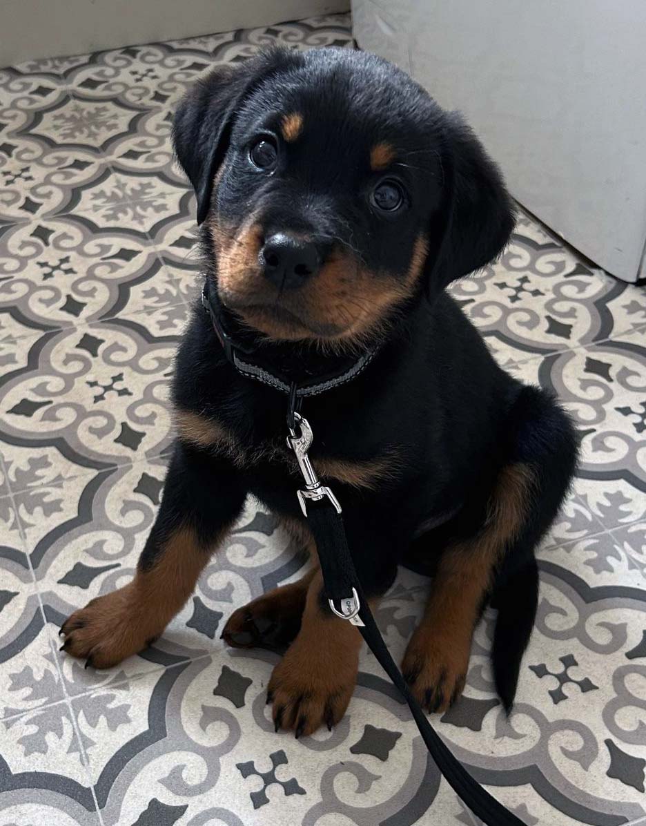 Rocco