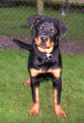 Rosko