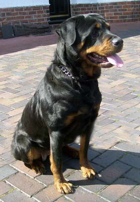 Rosie