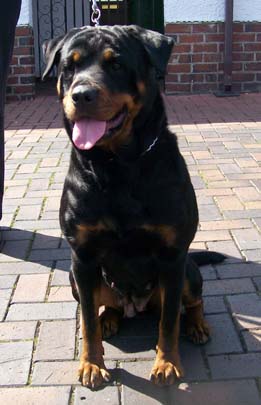 Rosie