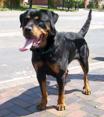 Roxy