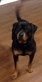 Roxy