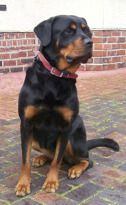 trudi