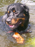 fynn